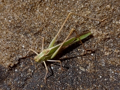 Burgilis curta