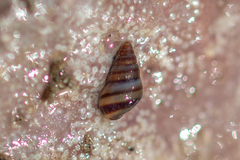 Cingula trifasciata