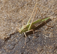 Burgilis curta
