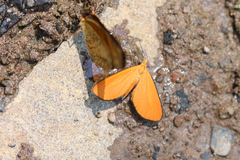 Eudulophasia invaria