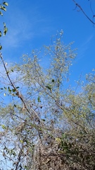 Havardia mexicana