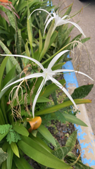 Hymenocallis littoralis