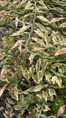 Euphorbia tithymaloides