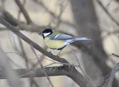 Parus major
