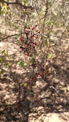 Rhynchosia precatoria