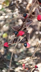 Rhynchosia precatoria