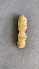 Tamarindus indica