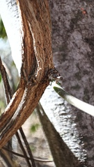 Rhynchosia precatoria