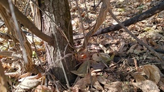 Rhynchosia precatoria