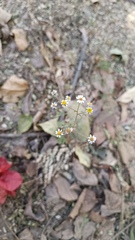 Perityle microglossa