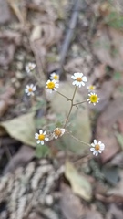 Perityle microglossa