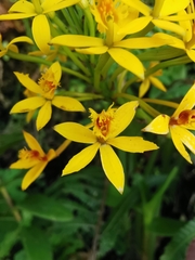 Epidendrum melinanthum