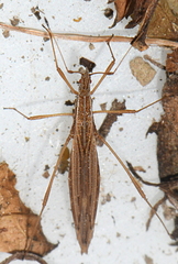 Berytinus