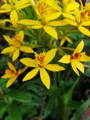 Epidendrum melinanthum
