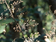 Isodon lophanthoides