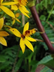 Epidendrum melinanthum