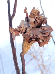 Rabdophaga rosaria
