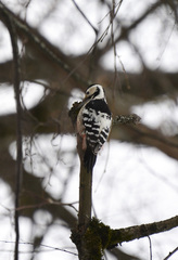Dendrocopos leucotos