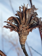 Rabdophaga rosaria
