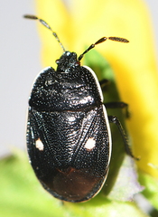 Adomerus biguttatus