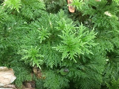 Dendrohypopterygium filiculiforme