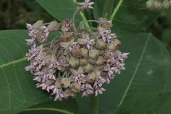 Asclepias syriaca