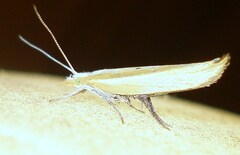 Ypsolopha blandella