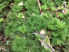 Dendrohypopterygium filiculiforme