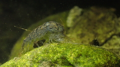 Neocaridina palmata