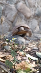 Perityle microglossa