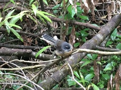 Rhipidura fuliginosa