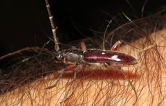 Ambonus albomaculatus