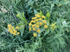 Zizia aurea