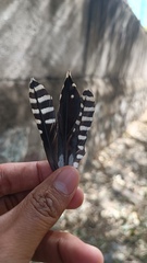 Melanerpes uropygialis