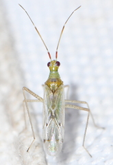 Dicyphus epilobii