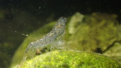 Neocaridina palmata