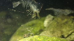 Neocaridina palmata