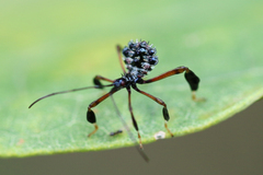 Acanthocephalini