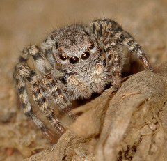 Aelurillus v-insignitus