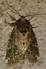 Cecrita biundata