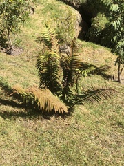 Dryopteris wallichiana