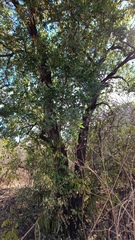 Diospyros sonorae