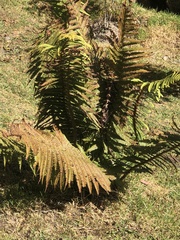Dryopteris wallichiana