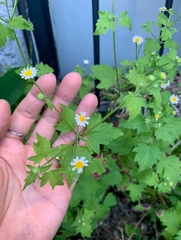 Perityle microglossa