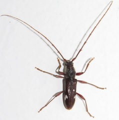 Ambonus albomaculatus