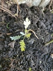 Bocconia frutescens