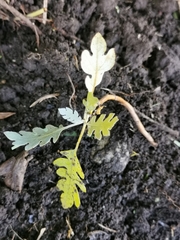 Bocconia frutescens