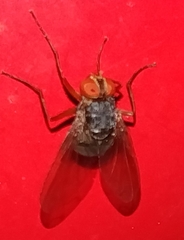 Ormia