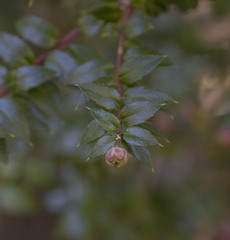 Gaultheria phillyreifolia