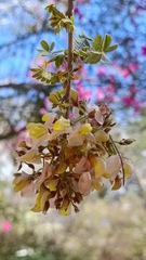 Coursetia glandulosa